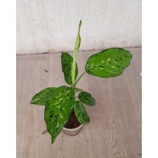 Dieffenbachia sp Tricolor стакан 800р