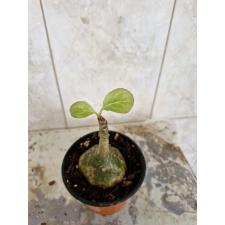 Impatiens CAUDICIFORM sp 1