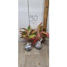 Aglaonema Aurora - Orange A-6