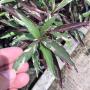 Justicia fragilis Tricolor (Australia).