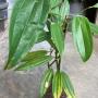 Cinnamomum bejolghota