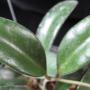 Hoya sp.624 Quezon Philippine           624