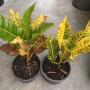 Codiaeum Andreanum.