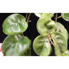 Hoya compacta ' Krinkle 8 ' ) 59