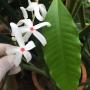 Kopsia arborea (green leaf)
