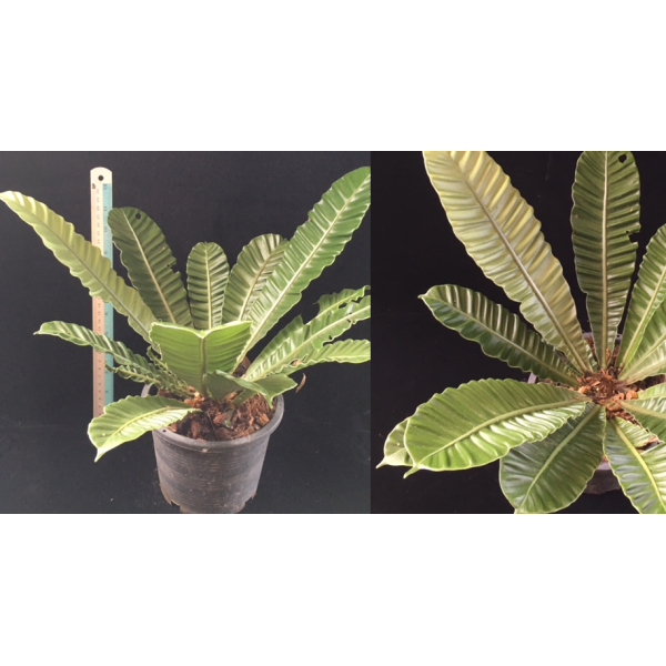 Asplenium 'Silver Wing'