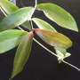 Hoya kenejiana (big leaf) Red           463