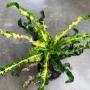 Codiaeum Tha Satorn (Special)