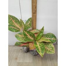 Aglaonema Harry Queen A-97