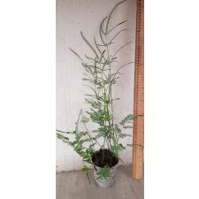 Pteris ensiformis victoriae 1100p