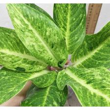 Аглаонема Сан дроп / Aglaonema Sun drop A-38