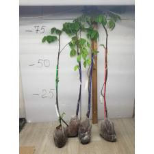 Averrhoa carambola 'B17' (grafted) 28