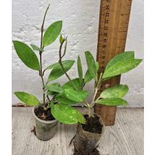 Хойя еллиптика / Hoya elliptica (S)
