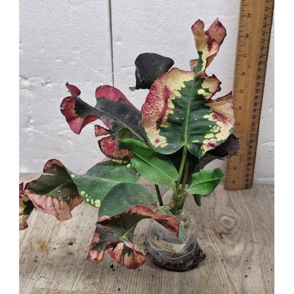 Codiaeum A64 Sri bang mod Уценка