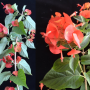 Holmskioldia sanguinea (orange flower)