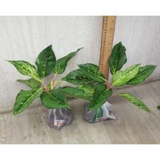 Aglaonema Lucky green A-55