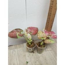 Caladium sp CC-3