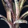 Billbergia 'Dreams'.
