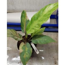 Anthurium variegated sp 01