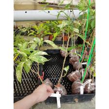 Tabernaemontana (T02) Golden variegated 624-670