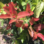 Ficus sp.(T33) Nakorn Pathom Thailand