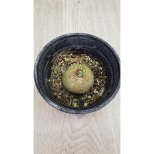 stephania sp pot