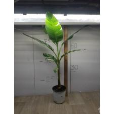 Musa variegated (White variegated) (Банан)