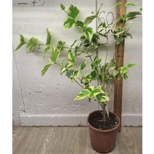 Нектантес арбор-тристис варегатный / Nyctanthes arbor-tristis variegata. Горшок