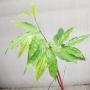Orophea enterocarpa (seedling)(Prachuap Khirikhan province) (TF)