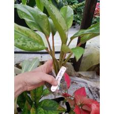 Aglaonema Chatra Mongkol (big leaf)(green form). 9 уценка