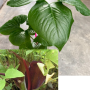 Typhonium trilobatum
