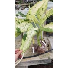 Dieffenbachia Camouflage L 101 по 5500р