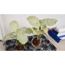Syngonium milk pink spot  950p