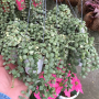 Dischidia nummulariodes variegata 'Pebble Beach'(minimum order 10 pot)