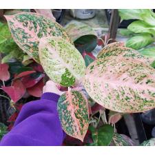 Aglaonema Sub mongkol - orange (stardust) A-121