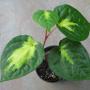 Piper methisticum variegata (Sri Lanka) 'Bright Eyes'