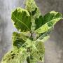 Ficus Green Shake.