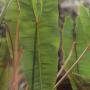 Philodendron billetiae (orange petiole)