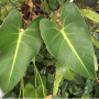 Philodendron corcovadense