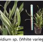 Cymbidium sp.(white variegated)(Log in:Cymbidium hybrid)