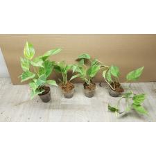 Epipremnum aureum sp Snow Queen 250p