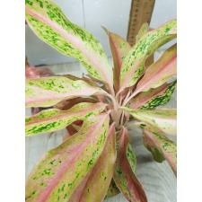 Aglaonema Baramee Rung A-20