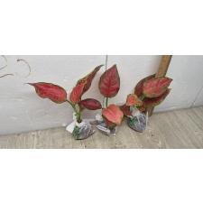 Aglaonema Subchoa A-36