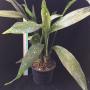 Aspidistra sp.(T01) Short leaf & white spot(Philippines)