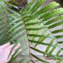 Drynaria sp.(T14) ‘Hang Hong