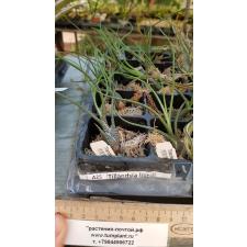 Tillandsia butzii A25