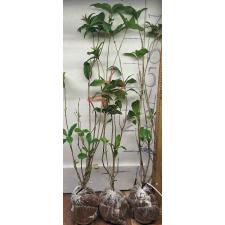 Османтус душистый / Osmanthus fragrans