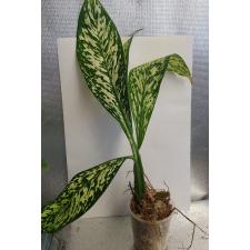 Dieffenbachia White Blizzard стакан s 1800p 10,04 Д