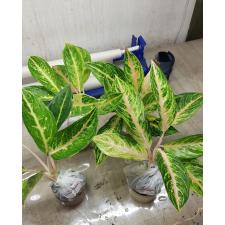 Aglaonema Prakaitong A-51