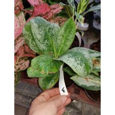 Aglaonema 3